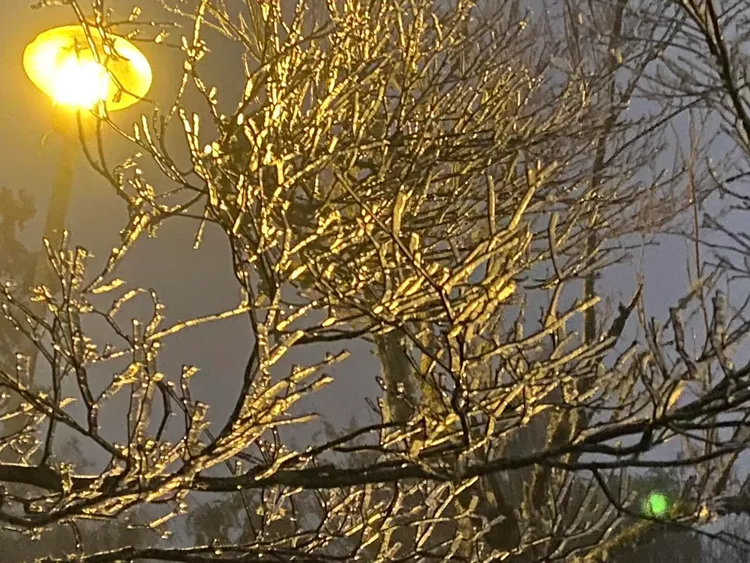 太平山枝頭結滿霧淞，夜燈照耀下閃閃動人。翻攝太平山國家森林遊樂區臉書粉專