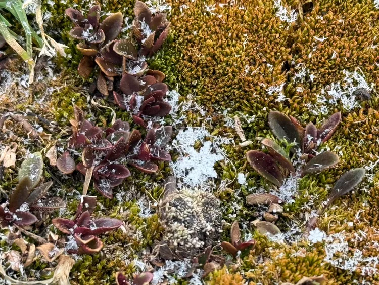 玉山降雪。氣象署提供