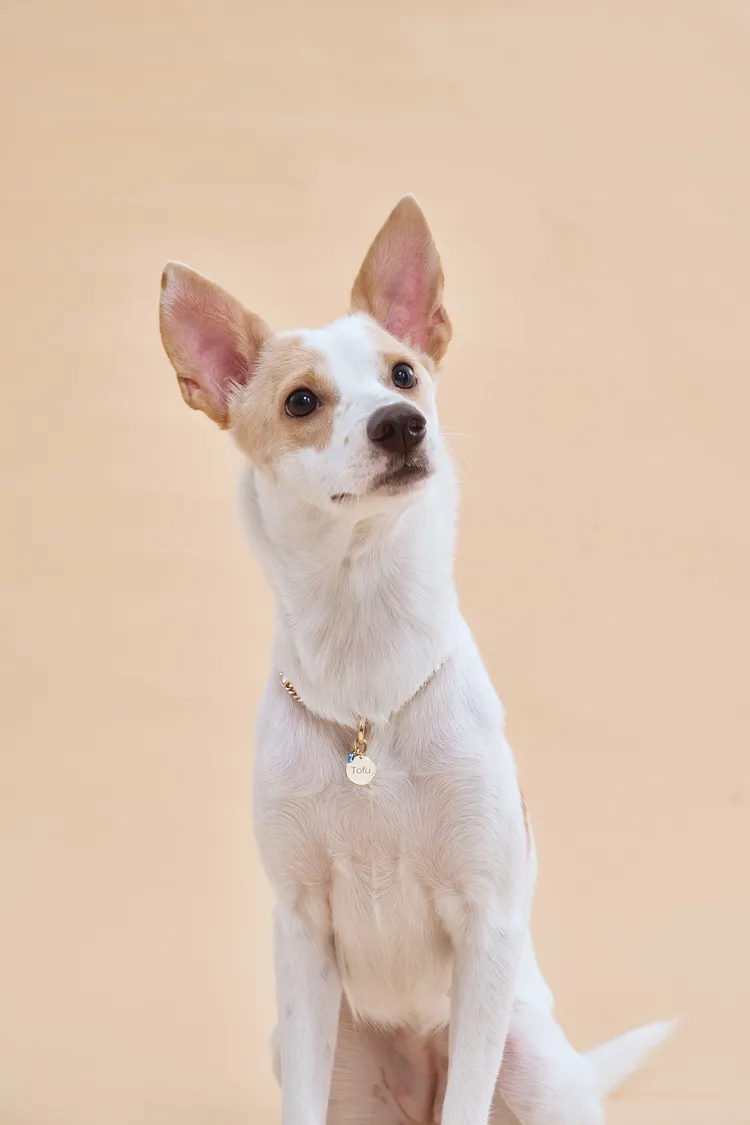 Olivia Yao推出寵物聯名系列。品牌提供