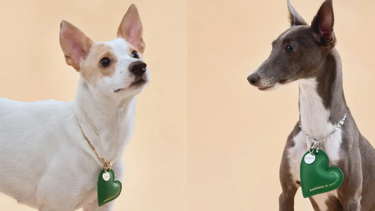 毛小孩們也能戴上美美飾品化身為時髦精。品牌提供