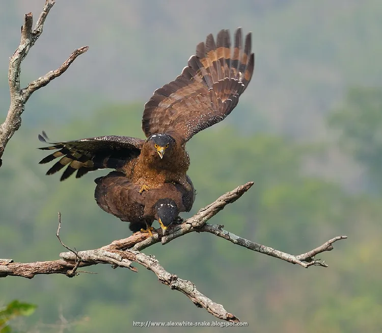 木屋可以看到不時在天空盤旋的「大冠鷲」。翻攝農業部官網