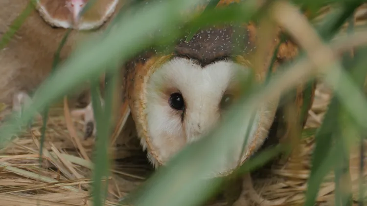 瀕臨絕種保育類草鴞，全台僅剩500隻左右。林業保育署嘉義分署提供