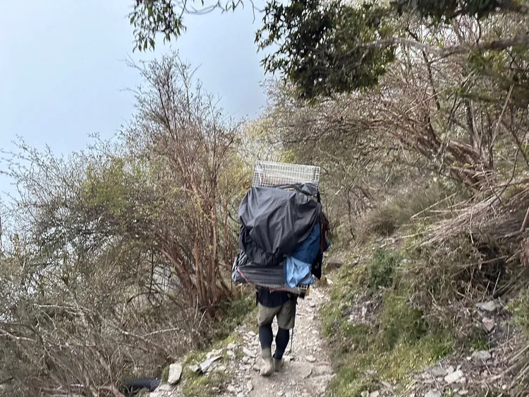 高山協作員連狗帶籠，一路扛抬下山，創下嘉畜所最高救援紀錄。嘉縣府提供