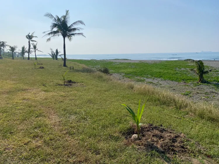 在旗津種下的椰苗。中山大學提供