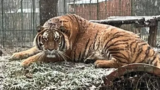 資深飼養員犯下這個失誤　幾分鐘內就被動物園猛虎咬死