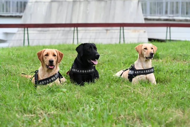 警犬隊成員。桃園市警局提供