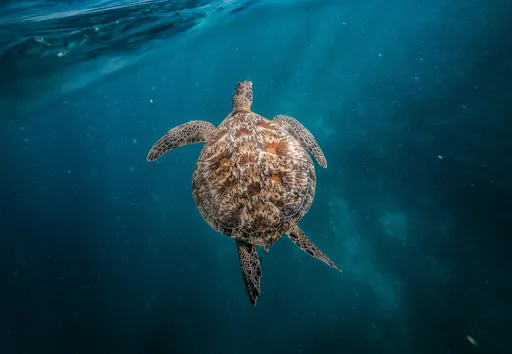 吃海龜食物中毒31人住院 3人喪命連貓狗有吃都死了