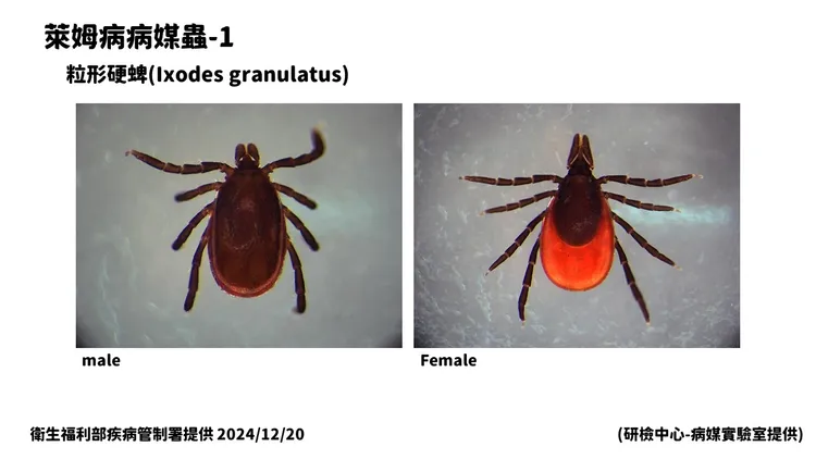 萊姆病「病媒蟲」。疾管署提供