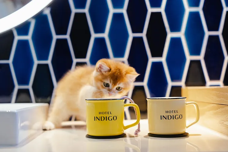 高雄中央公園英迪格酒店打造寵物烏托邦INtopia。業者提供