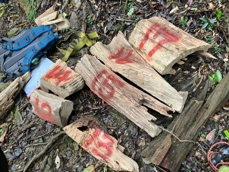 專案小組在現場查獲被盜伐的樹頭等證物。民眾提供