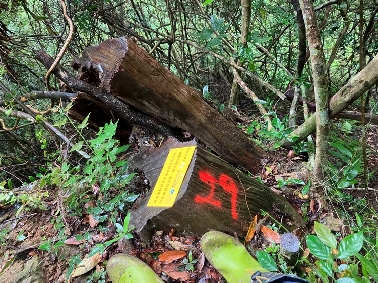 專案小組在現場查獲被盜伐的樹頭等證物。民眾提供