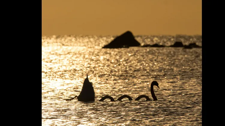 攝影師組合不同的天鵝照片，拼接出所謂的「尼斯湖水怪」。翻攝自Daily Mail