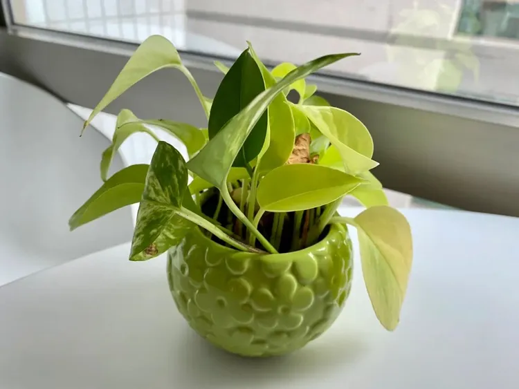 這起霸凌案的被害男童，也是「黃金葛汁下毒案」的被害人。黃金葛示意圖