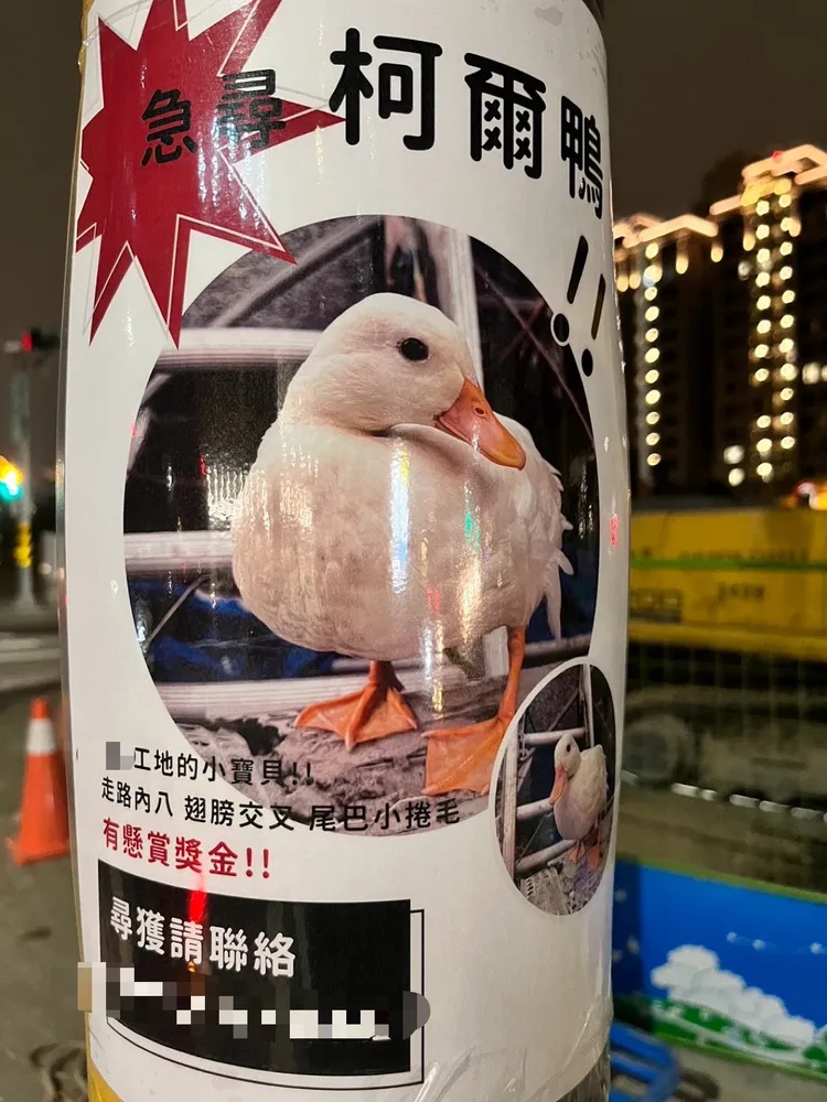 曾姓飼主張貼尋鴨海報。翻攝畫面