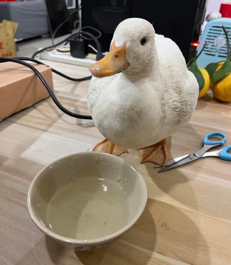 科爾鴨「多多」平安回到主人身邊。翻攝畫面