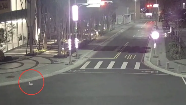 科爾鴨離家出走，寒冷冬夜在大街上閒晃。翻攝畫面