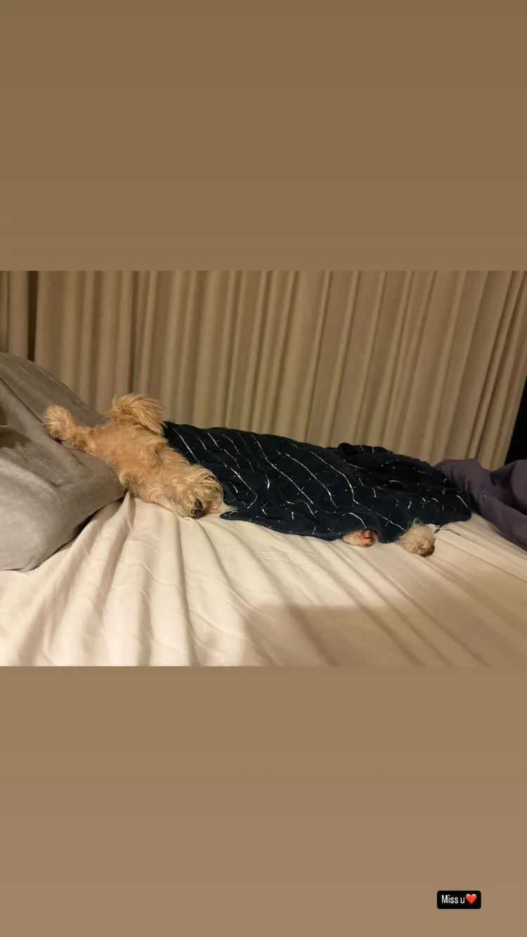 王柏傑曬愛犬照片。翻攝王柏傑IG