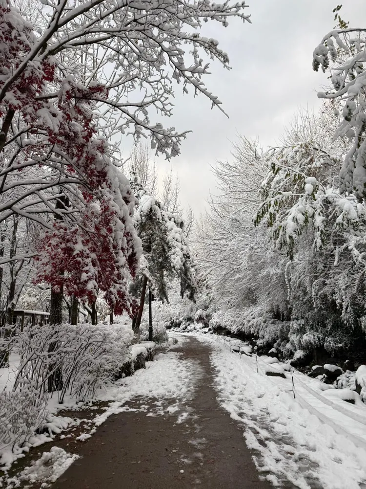 許茹芸夫妻上周三才於首爾迎初雪，不忘與好友分享如同童話世界般的美景。圖／許茹芸提供