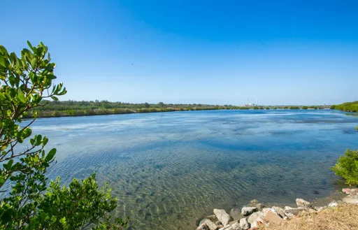 廢棄魚塭變身碳匯倉庫 台灣大推藍碳紅樹林復育計畫