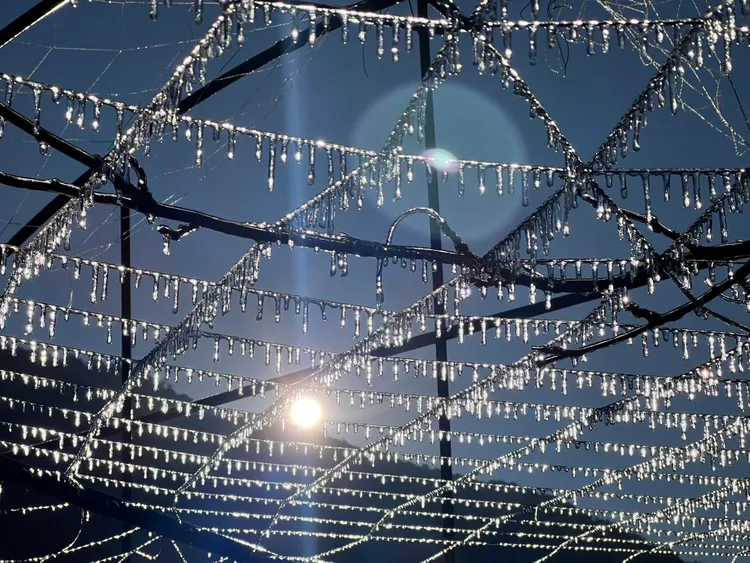 藤花園冰柱美景。武陵農場提供