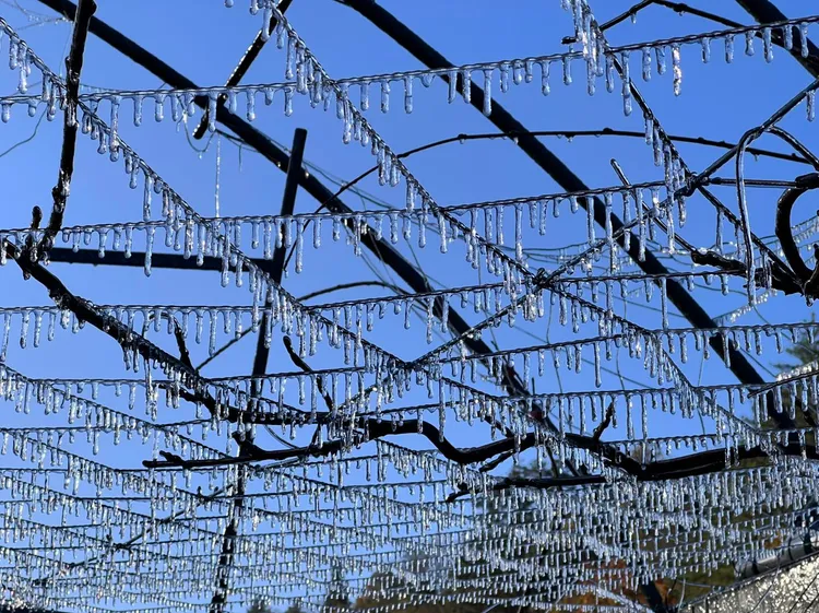 藤花園內棚架的澆灌器也形成冰柱。武陵農場提供