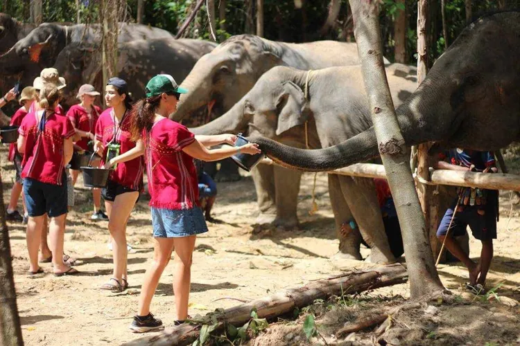 大象友善體驗(Elephant Family Phuket)可以近距離拍照，撫摸大象，還可體驗餵食並與大象互動。燦星旅遊提供