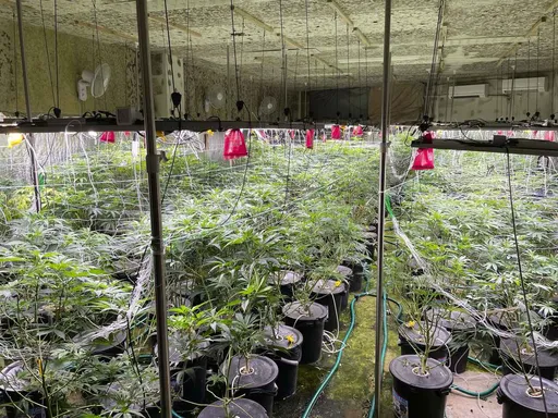 歷來最多!福島大樓內當小農 種400株大麻被捕