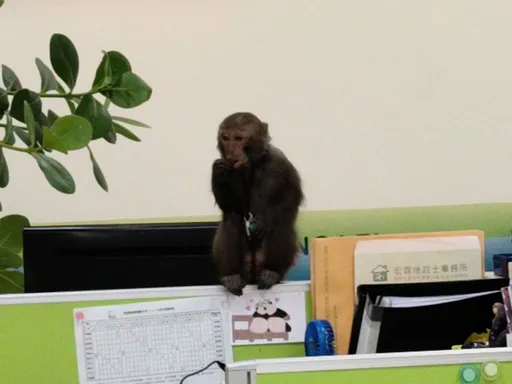 獼猴現蹤桃園！「拍打路過車窗」還闖辦公室　下場曝光