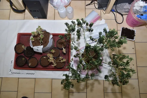 國立大學高材生成「絕命毒師」 學長學弟租公寓種大麻兼加工 警查獲市值2850萬毒品