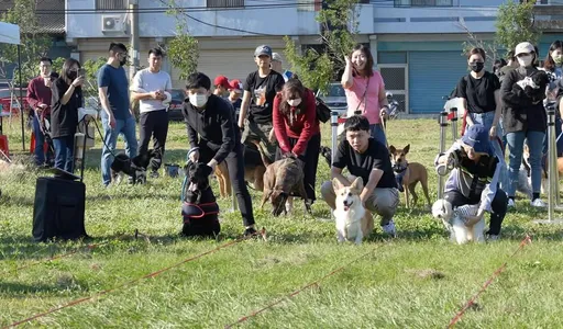 竹市毛小孩运动会12/7登场 邀民众携毛孩帅气登场走秀