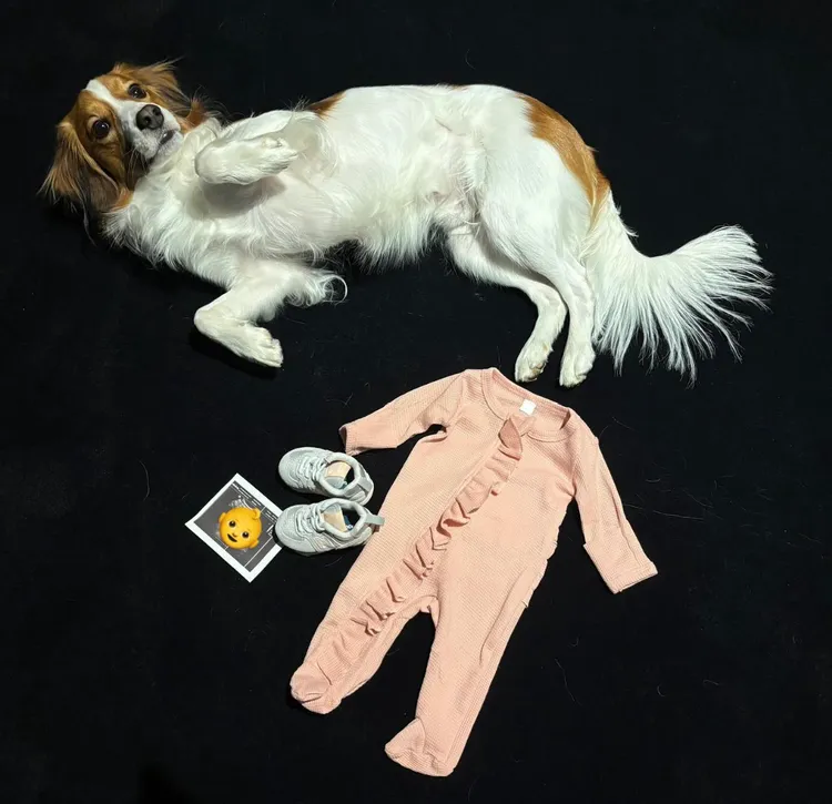 大谷翔平在IG分享妻子田中真美子懷孕的喜訊，他PO出一張愛犬Decoy和粉紅色嬰兒衣物、小鞋子的合照，旁邊還擺上一張嬰兒的超音波照，他寫下「等不及小菜鳥快點加入我們的大家庭！」