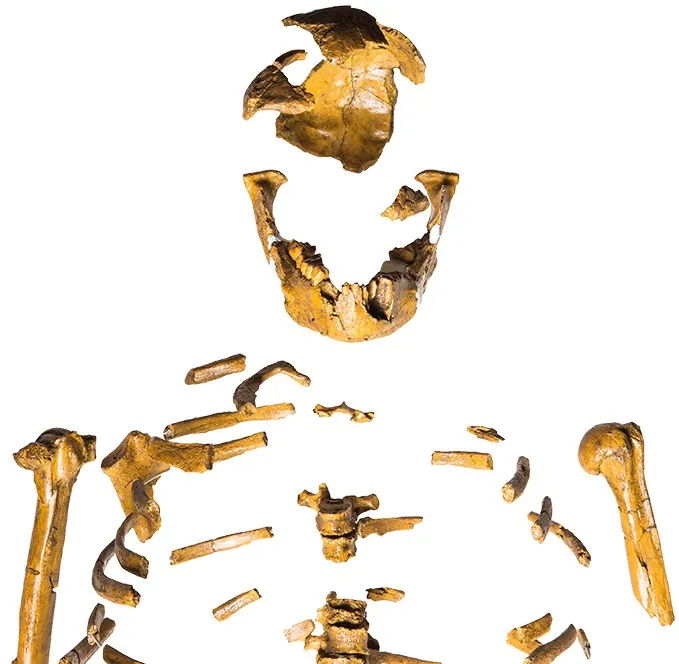 古人類學家喬漢森1974年時發現的露西化石。翻攝自Science News Explore