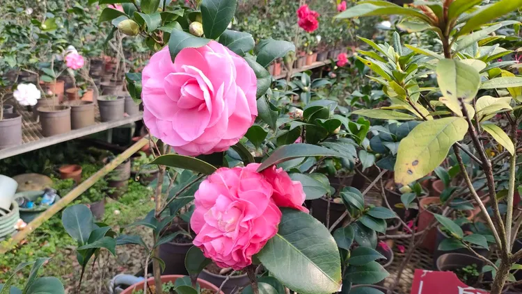 茶花。新竹市府提供