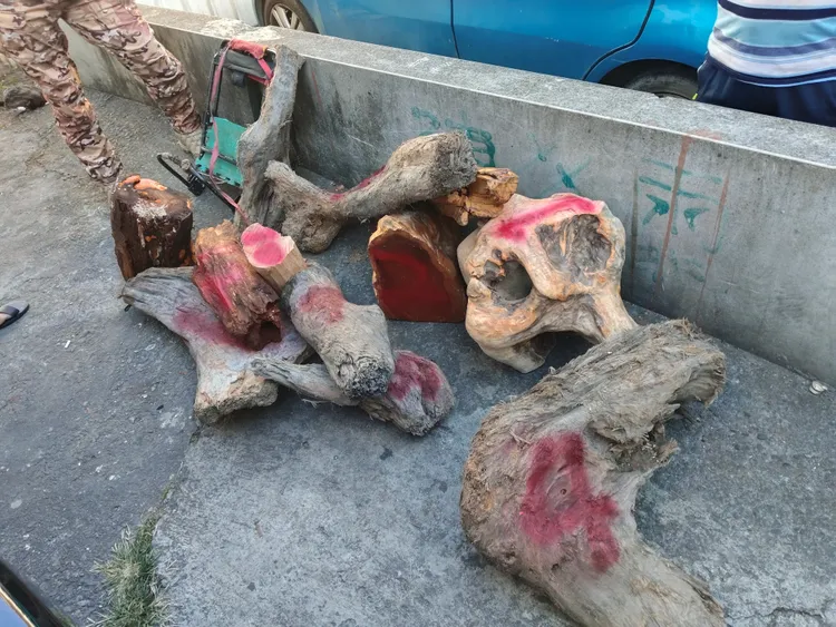 警方共查扣212公斤扁柏、台灣肖楠等貴重林木。民眾提供