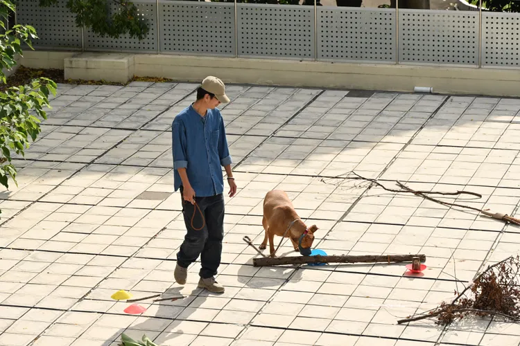 訓犬師幫尖石戴上口罩出籠散步。新竹縣府提供