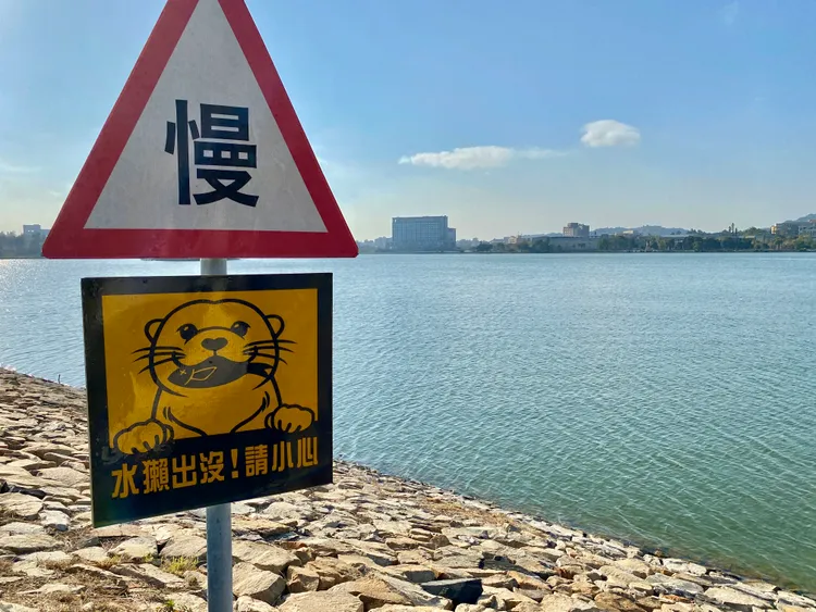 太湖邊機會能遇到難得一見的水獺出沒。莊偉祺攝