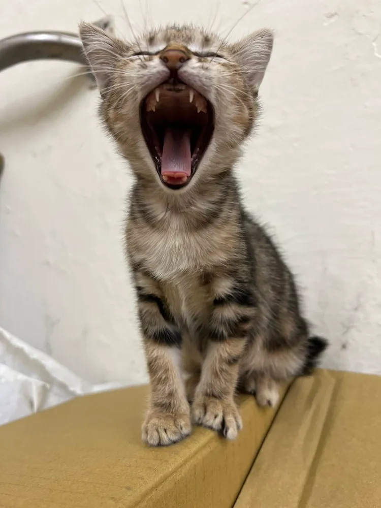 乖乖剛到景福派出所的時候才1個多月大，萌萌的樣子讓一大票警察都超喜歡牠。警方提供