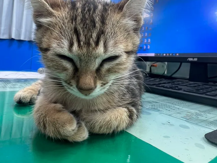 乖乖剛到景福派出所的時候才1個多月大，萌萌的樣子讓一大票警察都超喜歡牠。警方提供