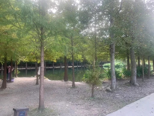 大溪月眉濕地落羽松季周六登場　警方交通疏導措施