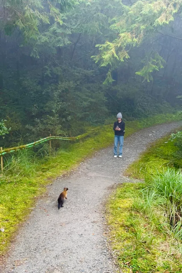 八點檔女神吳婉君爬山時巧遇黃喉貂。翻攝吳婉君臉書