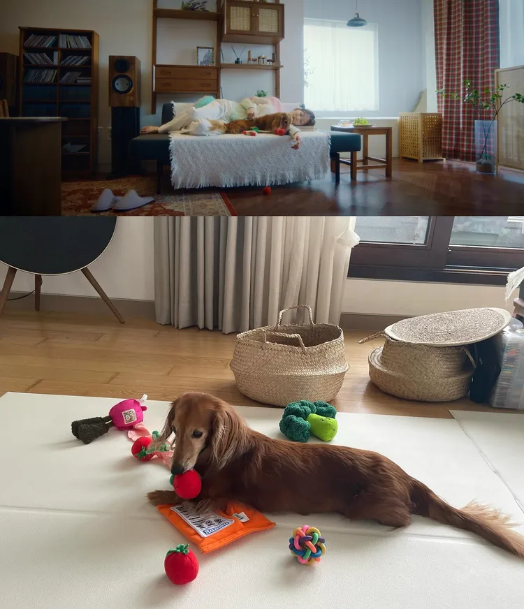 徐玄振帶自己的小狗拍《一箱情緣》，平時玩的玩具也入鏡，直呼非常幸福，但星媽上身，更在意毛小孩是否上鏡。翻攝Netflix、徐玄振IG