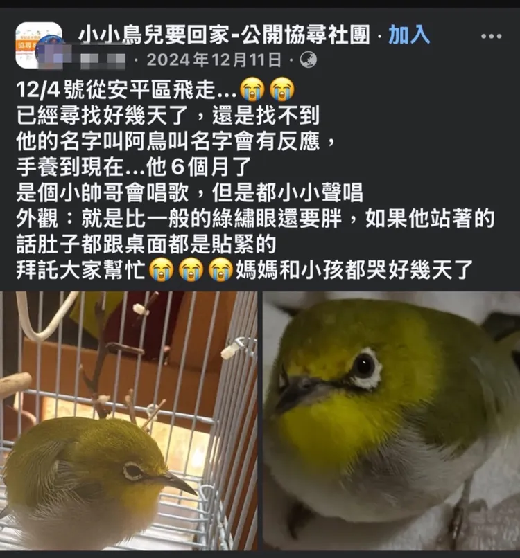 警員李英誌在地方臉書「小小鳥兒要回家」公開協尋社團找尋，裡面看到走失小鳥的毛色、特徵都符合的協尋PO文。翻攝畫面