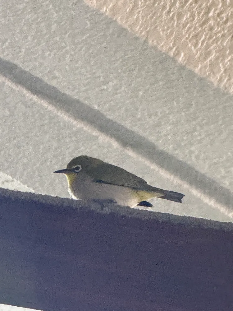 小鳥「綠繡眼」迷路飛到派出所找「波麗士」。翻攝畫面