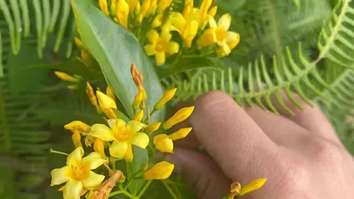 買中藥熬湯補身竟毒死 老闆把「斷腸草」當海風藤賣客人