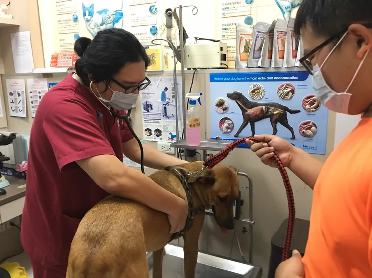 獸醫師建議，飼主要關注毛孩所熟悉的獸醫診療機構蛇年門診時間。翻攝畫面