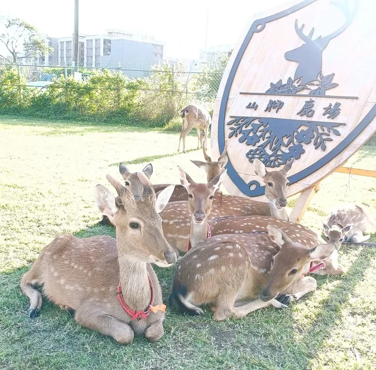 山腳鹿場。農業局提供