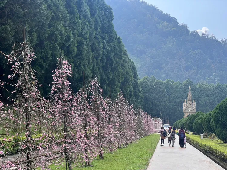 九族文化村春節期間可欣賞最早的枝垂櫻，500棵整排花牆迎賓。九族文化村提供