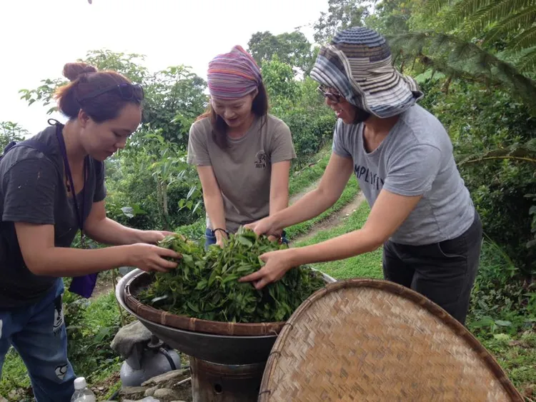哈娜谷原生野山茶工坊茶會，先讓民眾體驗作茶過程。林美秀提供