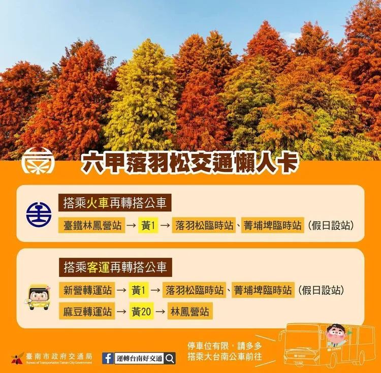 台南六甲「落羽松季」交通懶人包。