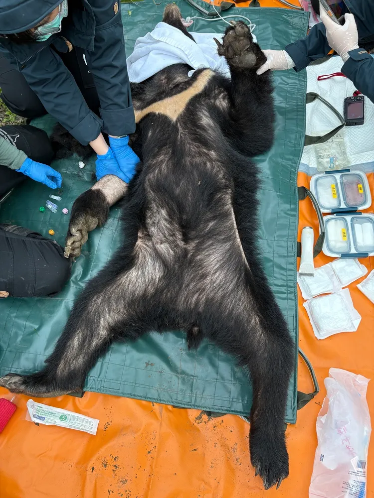 高齡母黑熊瘦弱營養不良。林保署花蓮分署提供